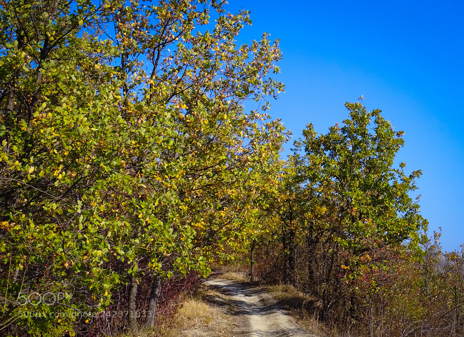 Sony DSC-HX60 sample photo. Follow the path photography