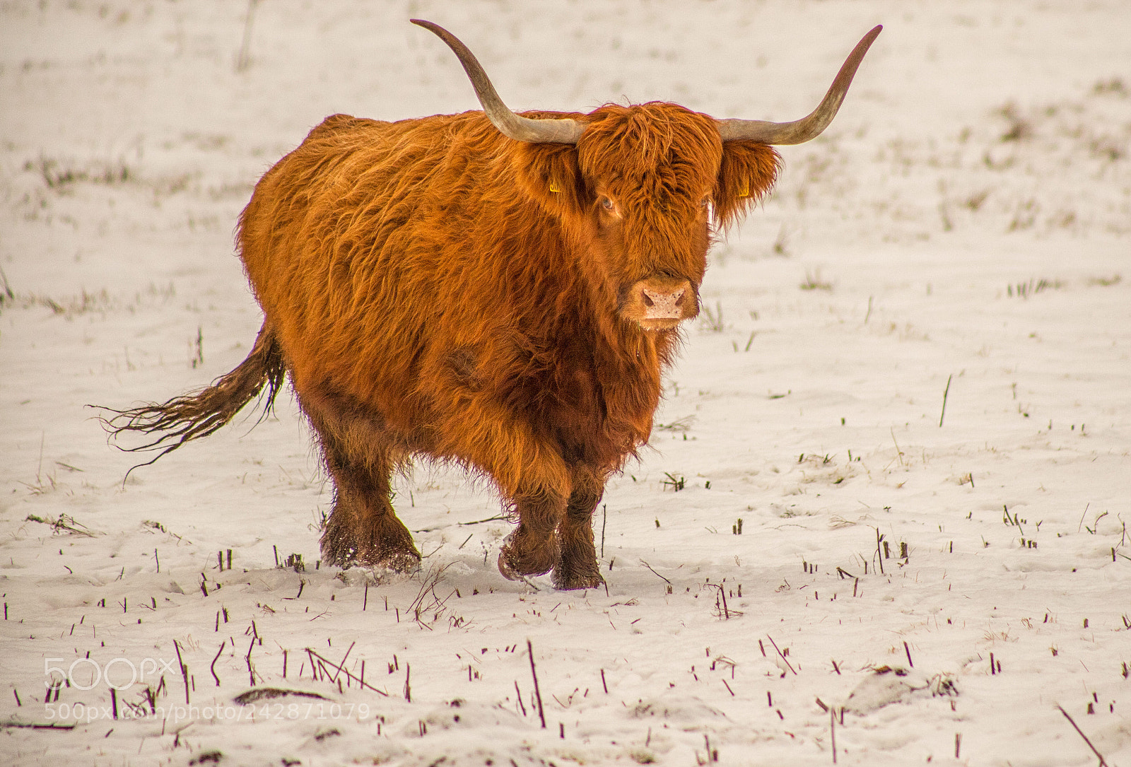 Canon EOS 6D Mark II sample photo. Highland coos photography