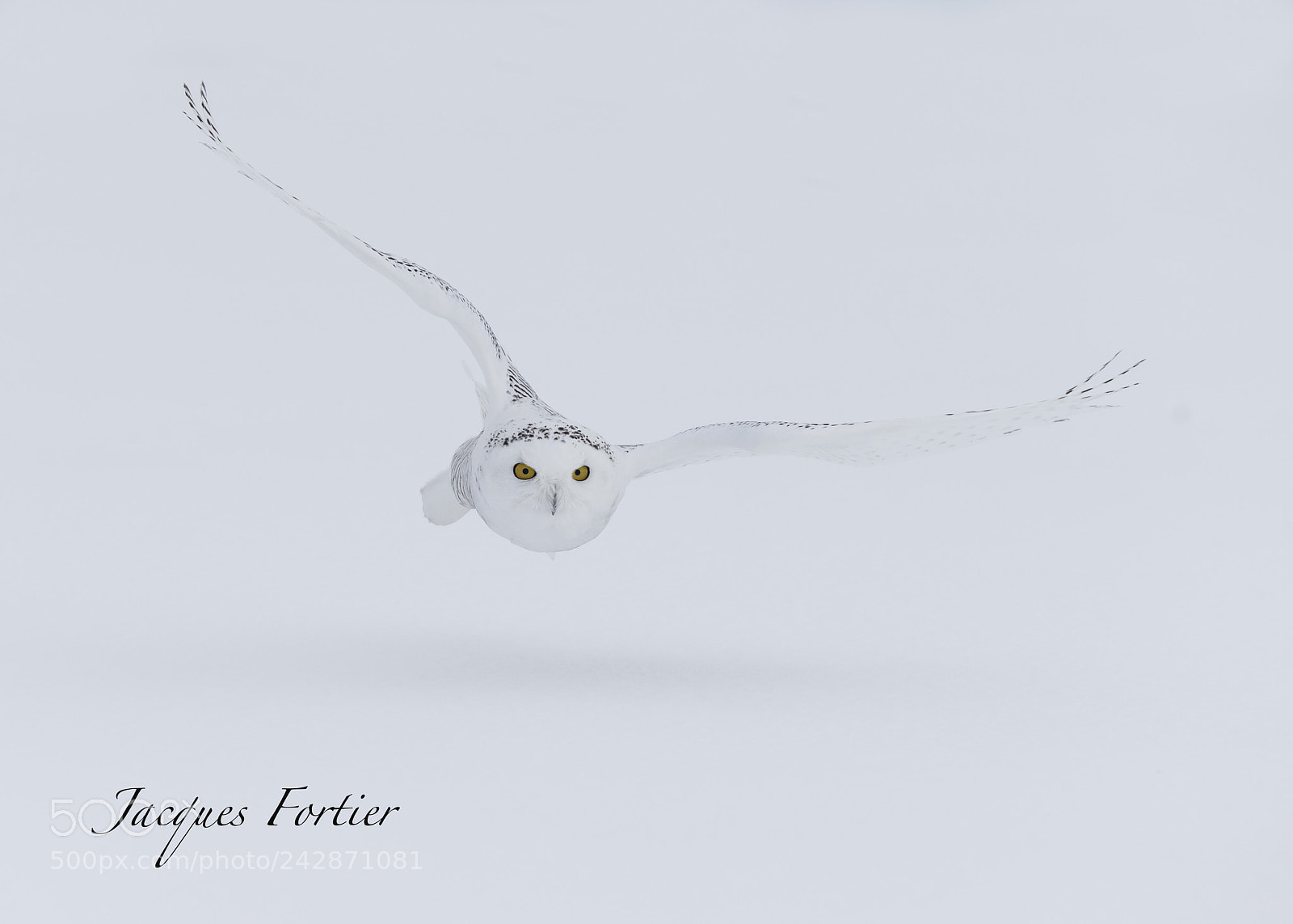Canon EOS-1D X sample photo. Snow owl photography