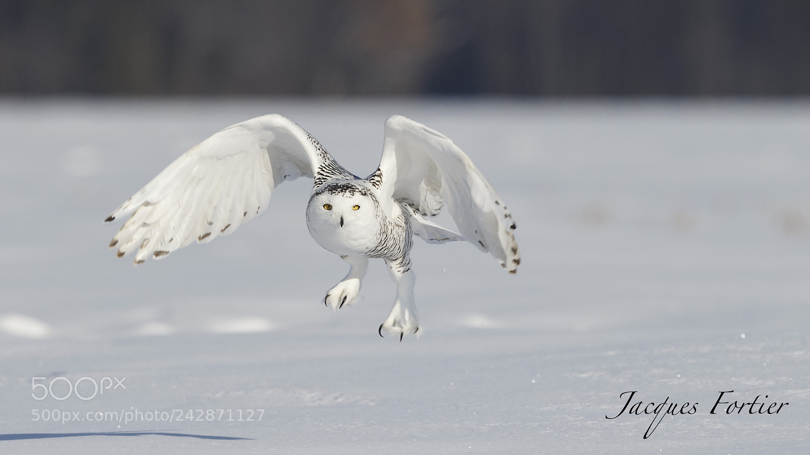 Canon EOS-1D X sample photo. Snow owl photography