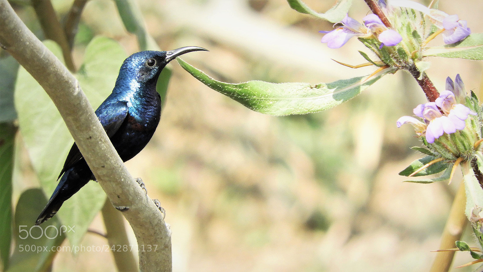 Nikon Coolpix B700 sample photo. Purple sunbird photography