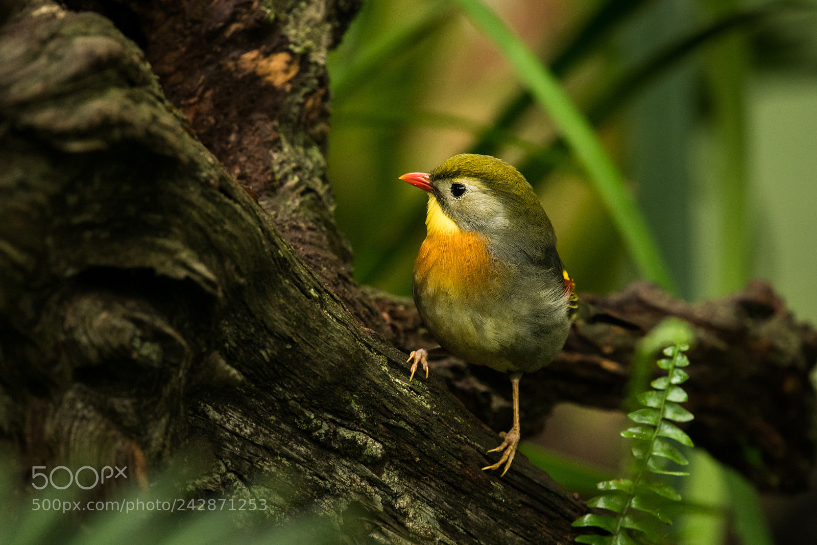 Nikon D500 sample photo. The red-billed leiothrix photography