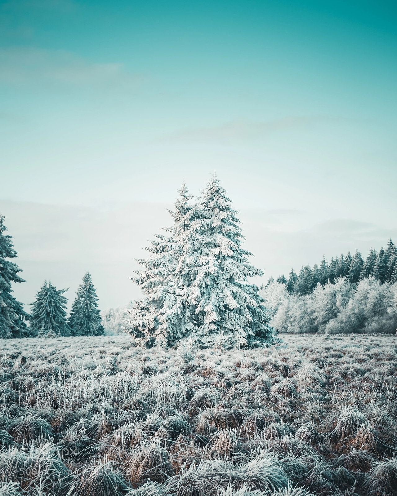 Sony a7 sample photo. Frozen in time photography