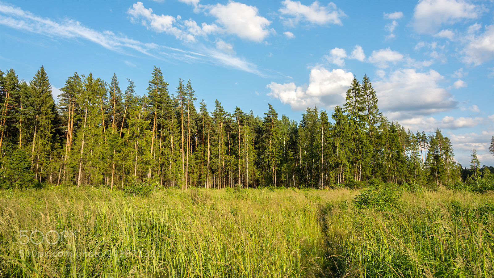 Nikon D810 sample photo. Summer landscape. photography
