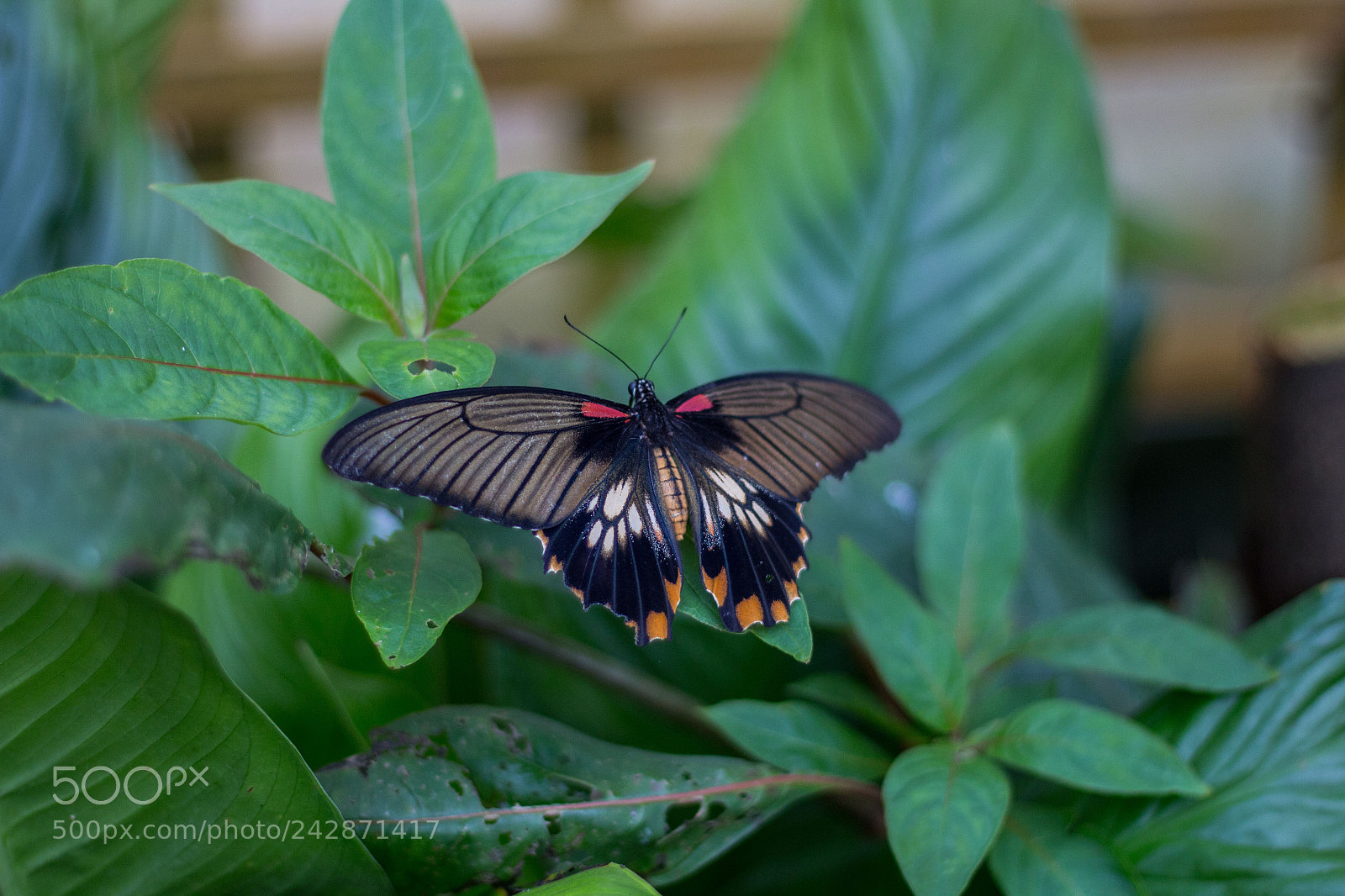 Canon EOS 700D (EOS Rebel T5i / EOS Kiss X7i) sample photo. Great mormon butterfly photography