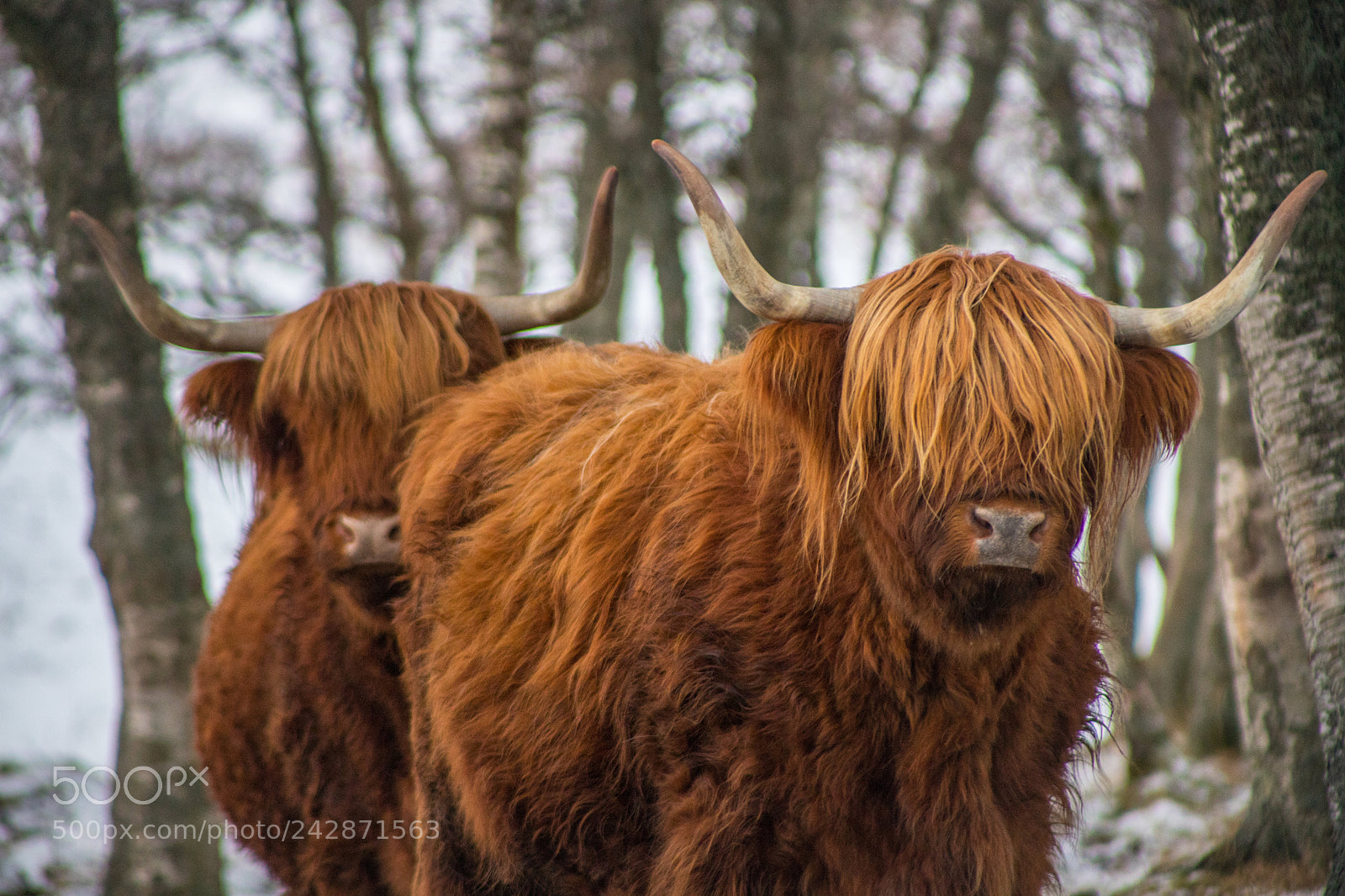 Canon EOS 6D Mark II sample photo. Highland coos photography