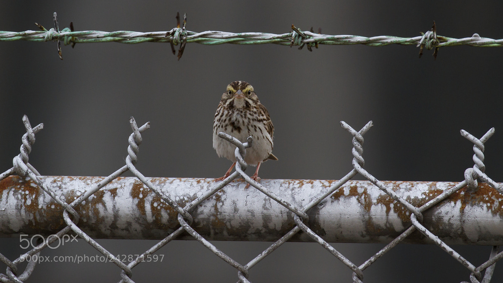 Canon EOS 7D sample photo. Savannah sparrow photography