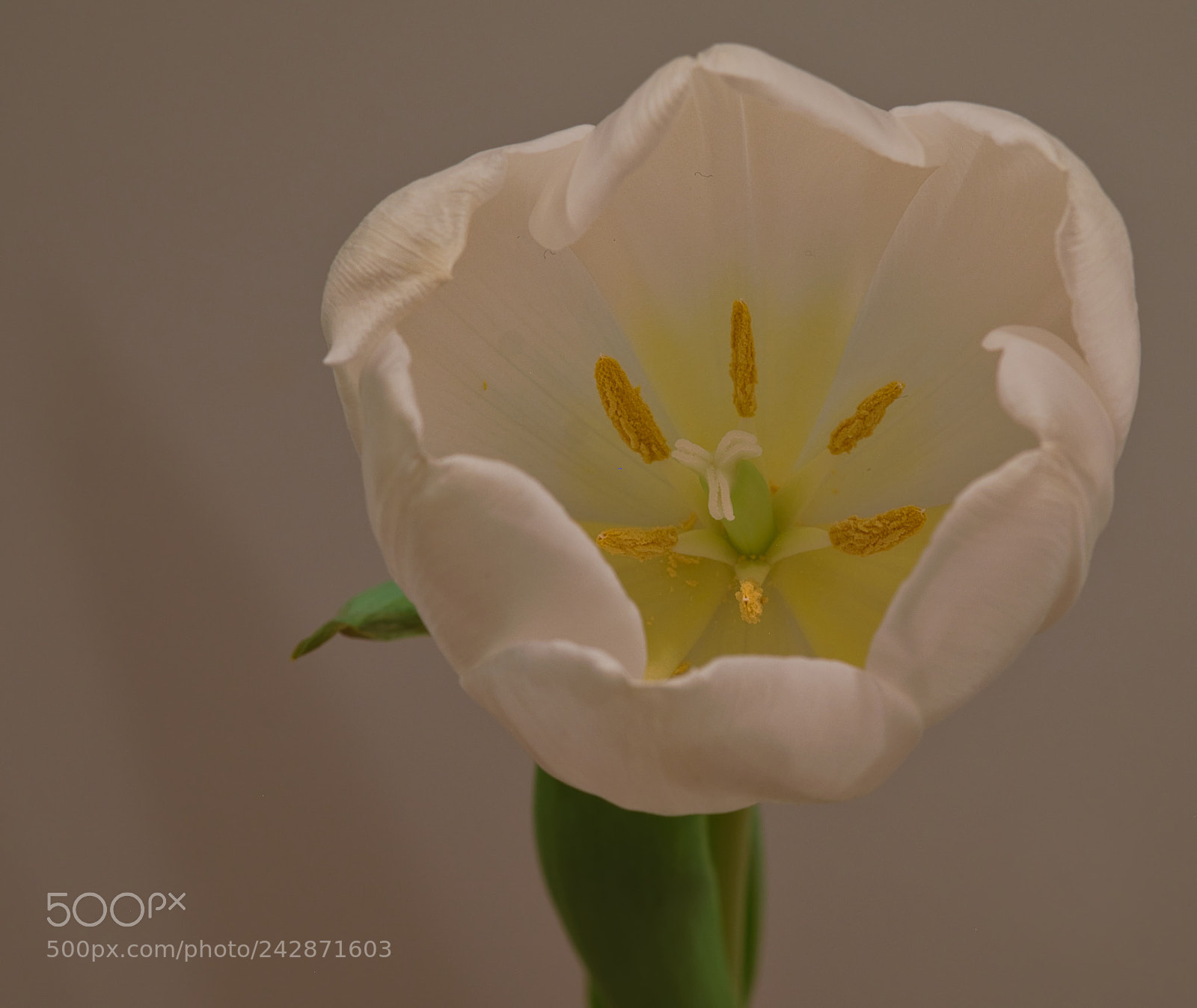 Fujifilm X-Pro2 sample photo. White tulip photography
