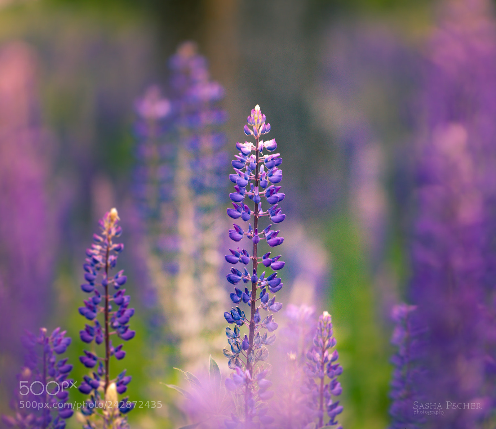Canon EOS 5D sample photo. Img photography