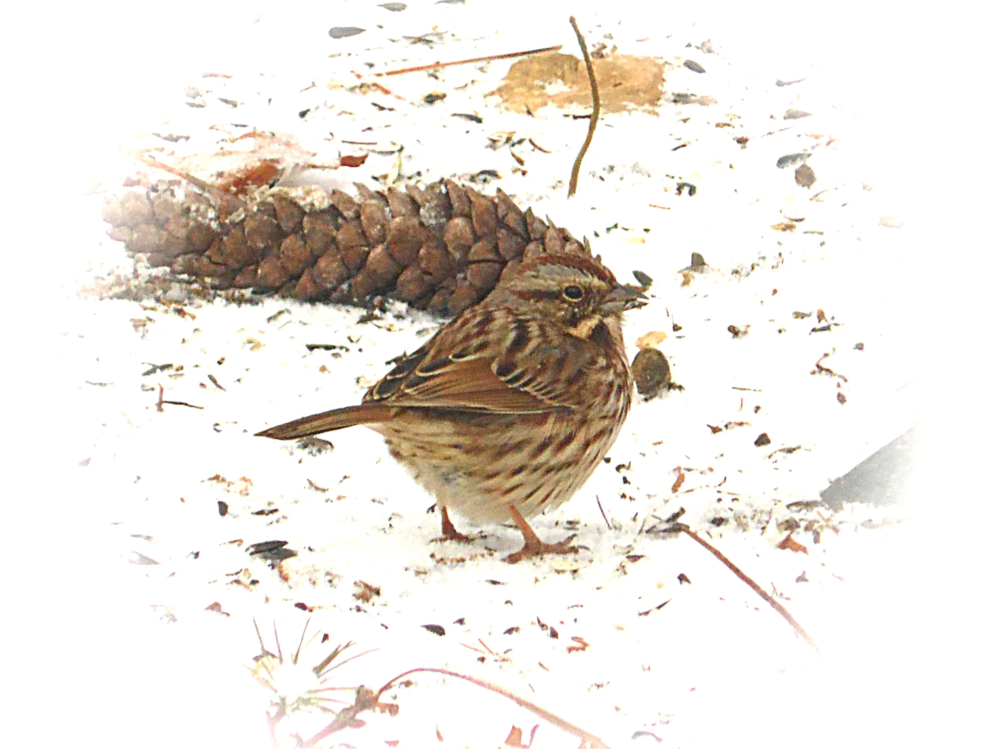 Samsung WB100/  WB101 sample photo. Chipping sparrow and pine cone photography