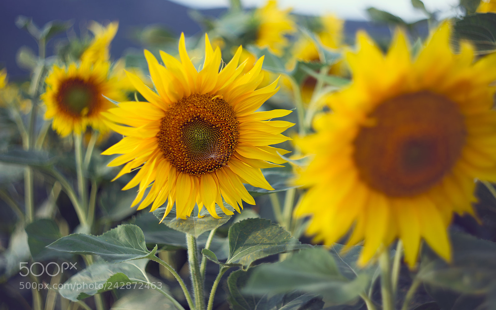 Nikon D600 sample photo. Sunflower photography