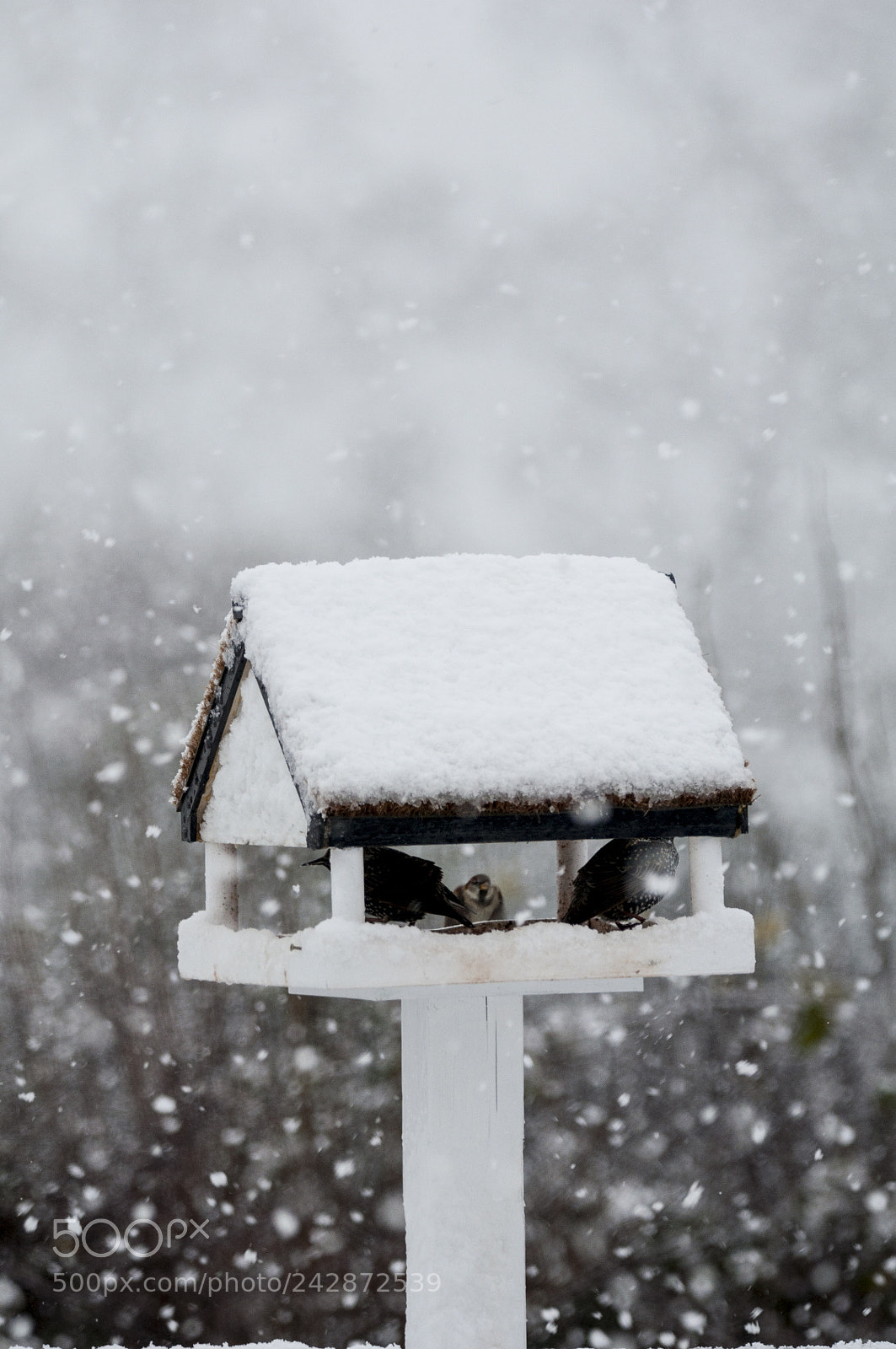 Nikon D90 sample photo. Shelter photography