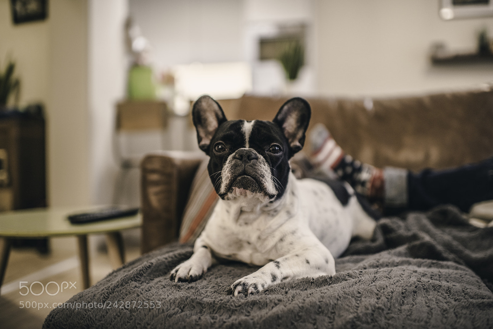 Nikon D810 sample photo. Molly photography