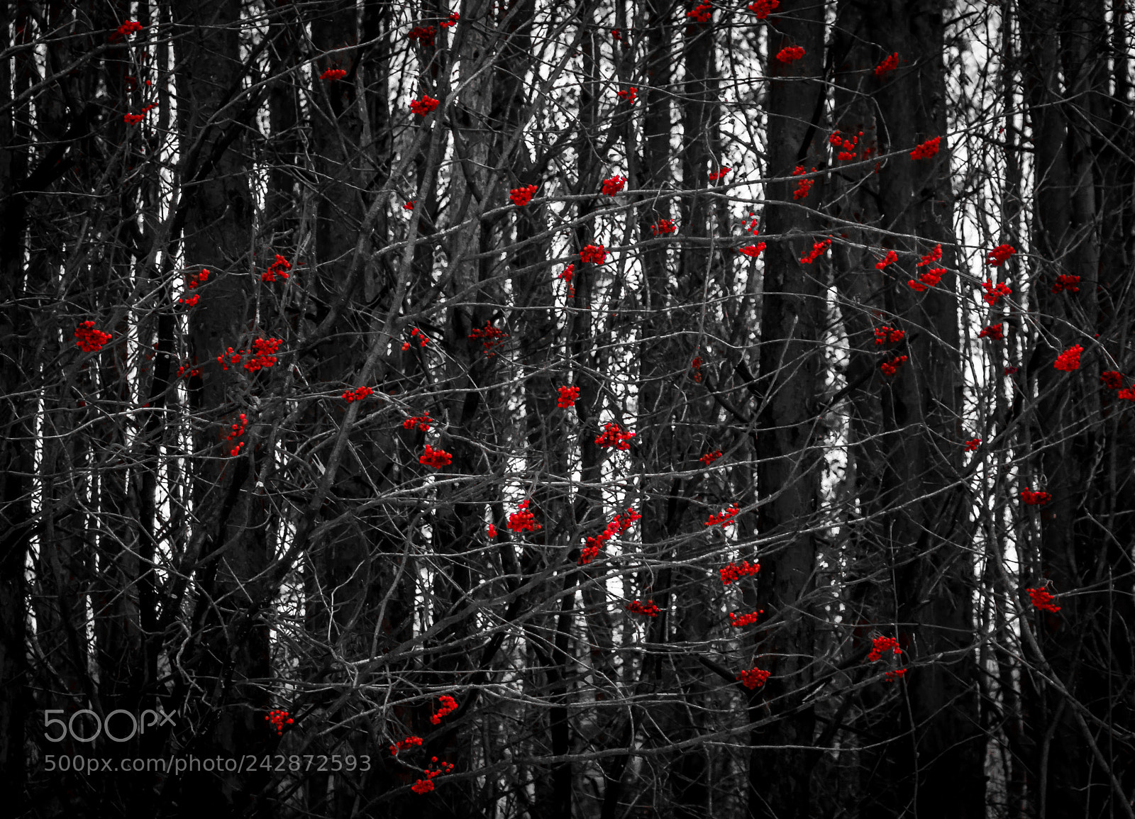 Canon EOS 550D (EOS Rebel T2i / EOS Kiss X4) sample photo. Red rowans at the photography