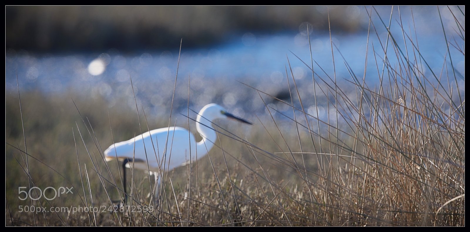Nikon D810 sample photo. Aigrette photography