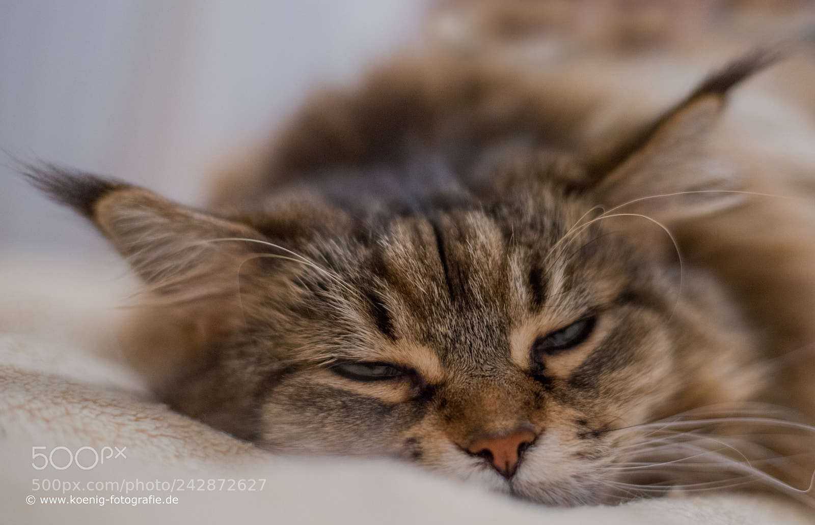 Nikon D800 sample photo. Cuddly cat photography