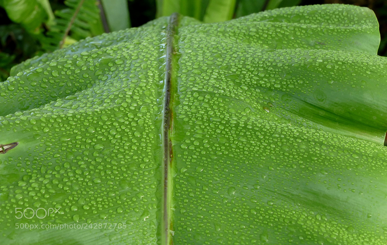 Panasonic Lumix DMC-FZ1000 sample photo. Auteuil photography
