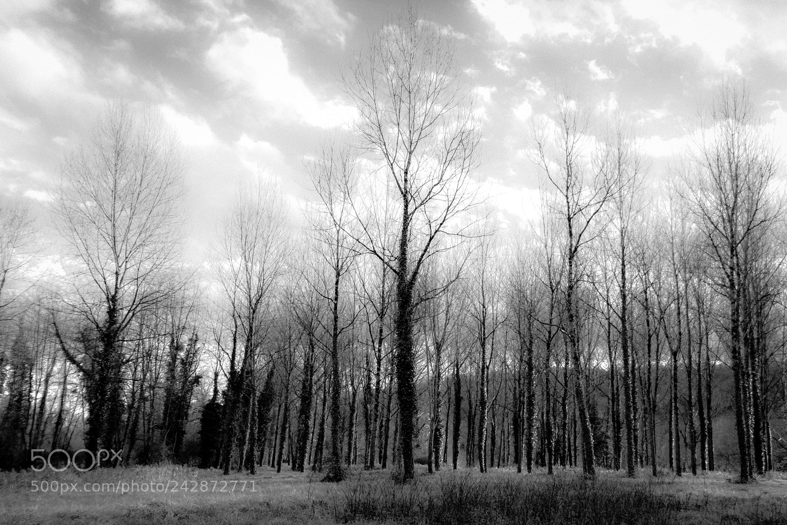 Nikon D500 sample photo. Trees photography
