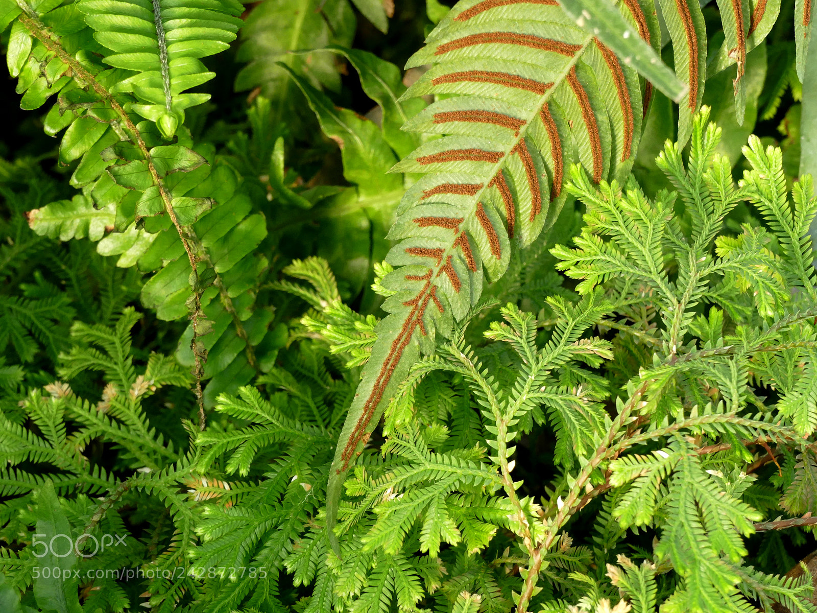 Panasonic Lumix DMC-FZ1000 sample photo. Auteuil photography