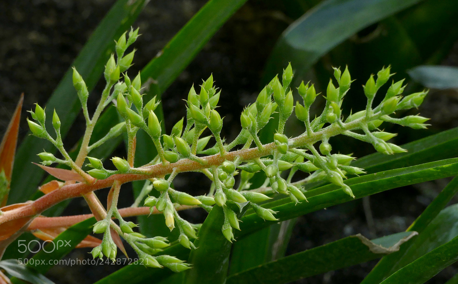 Panasonic Lumix DMC-FZ1000 sample photo. Auteuil photography