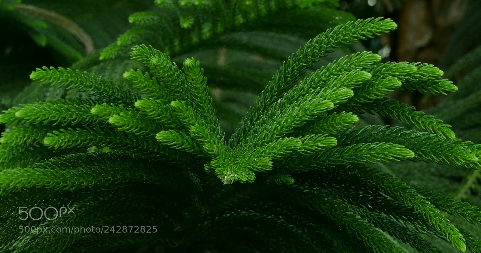 Panasonic Lumix DMC-FZ1000 sample photo. Auteuil photography
