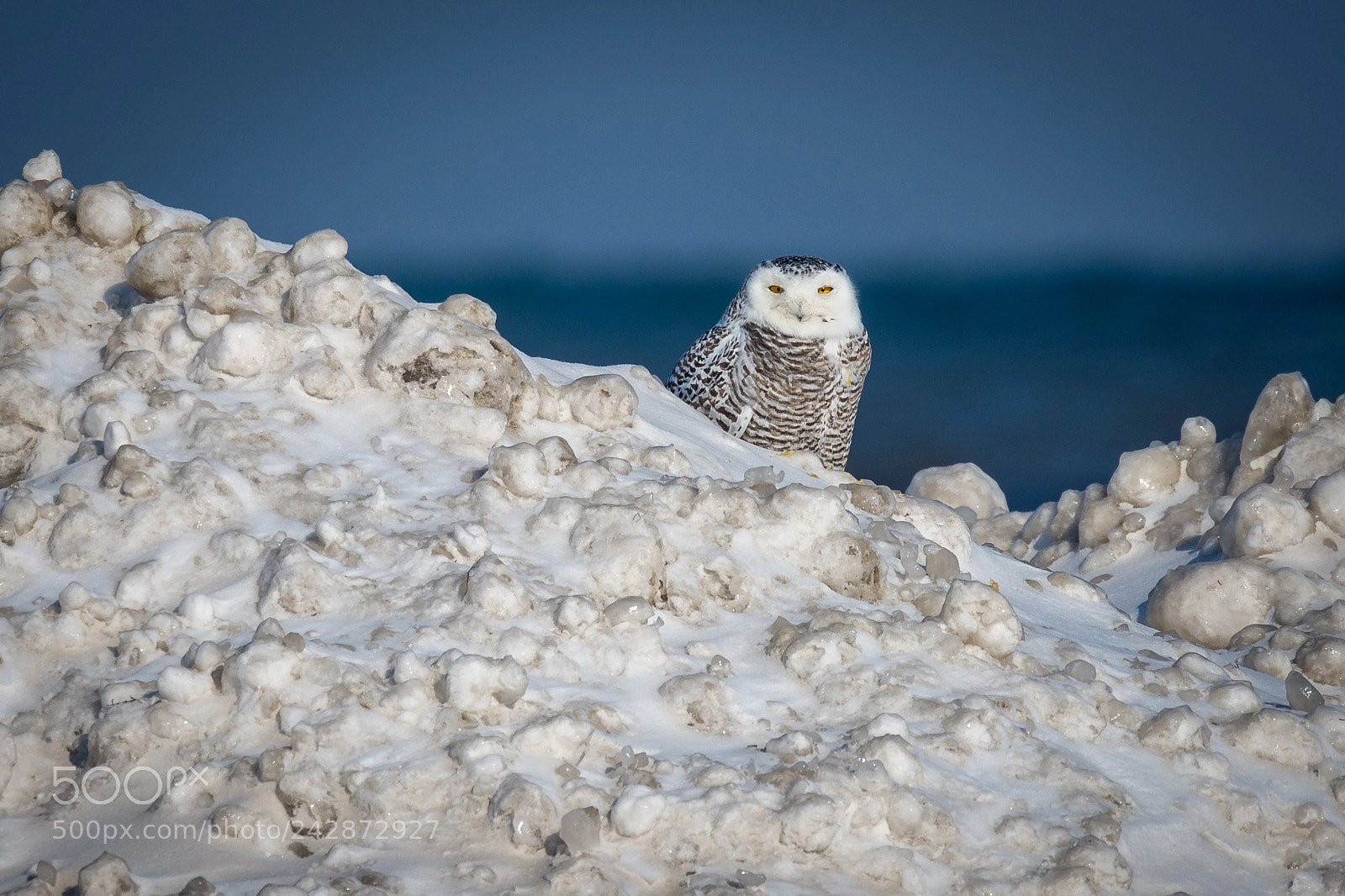 Nikon D7200 sample photo. King of the ice photography