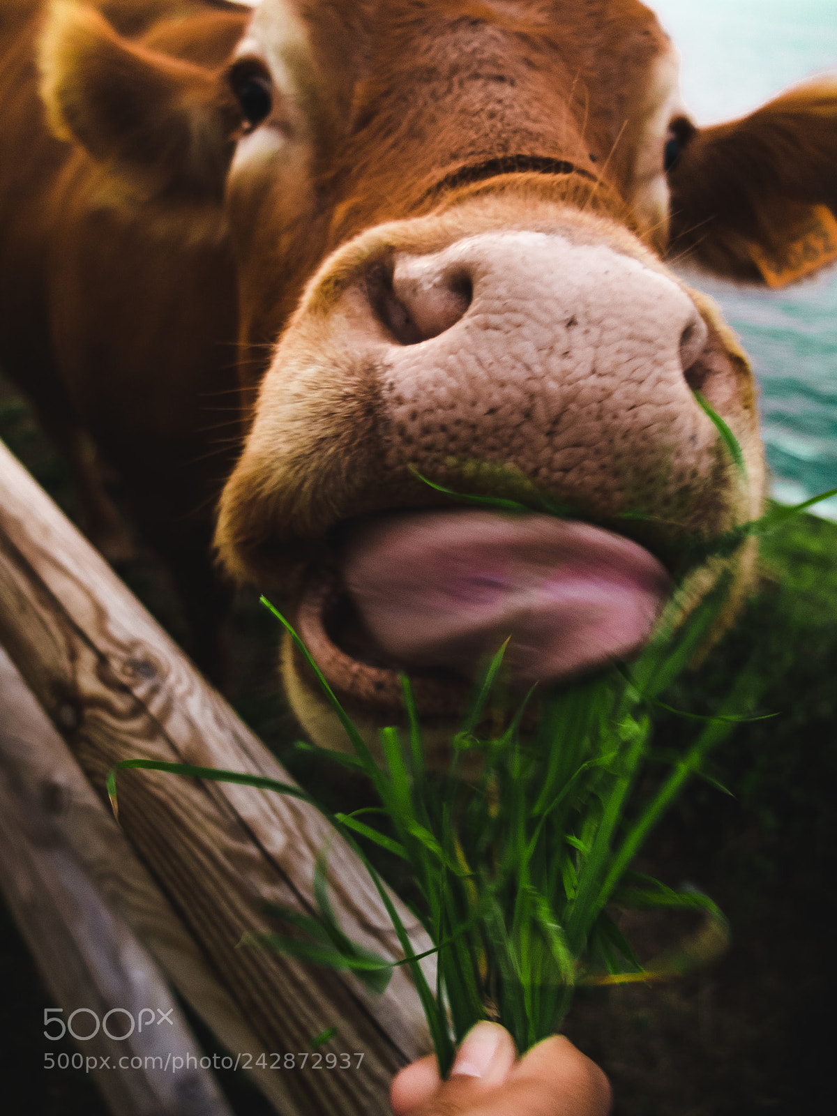 Fujifilm X10 sample photo. A funny cow! photography