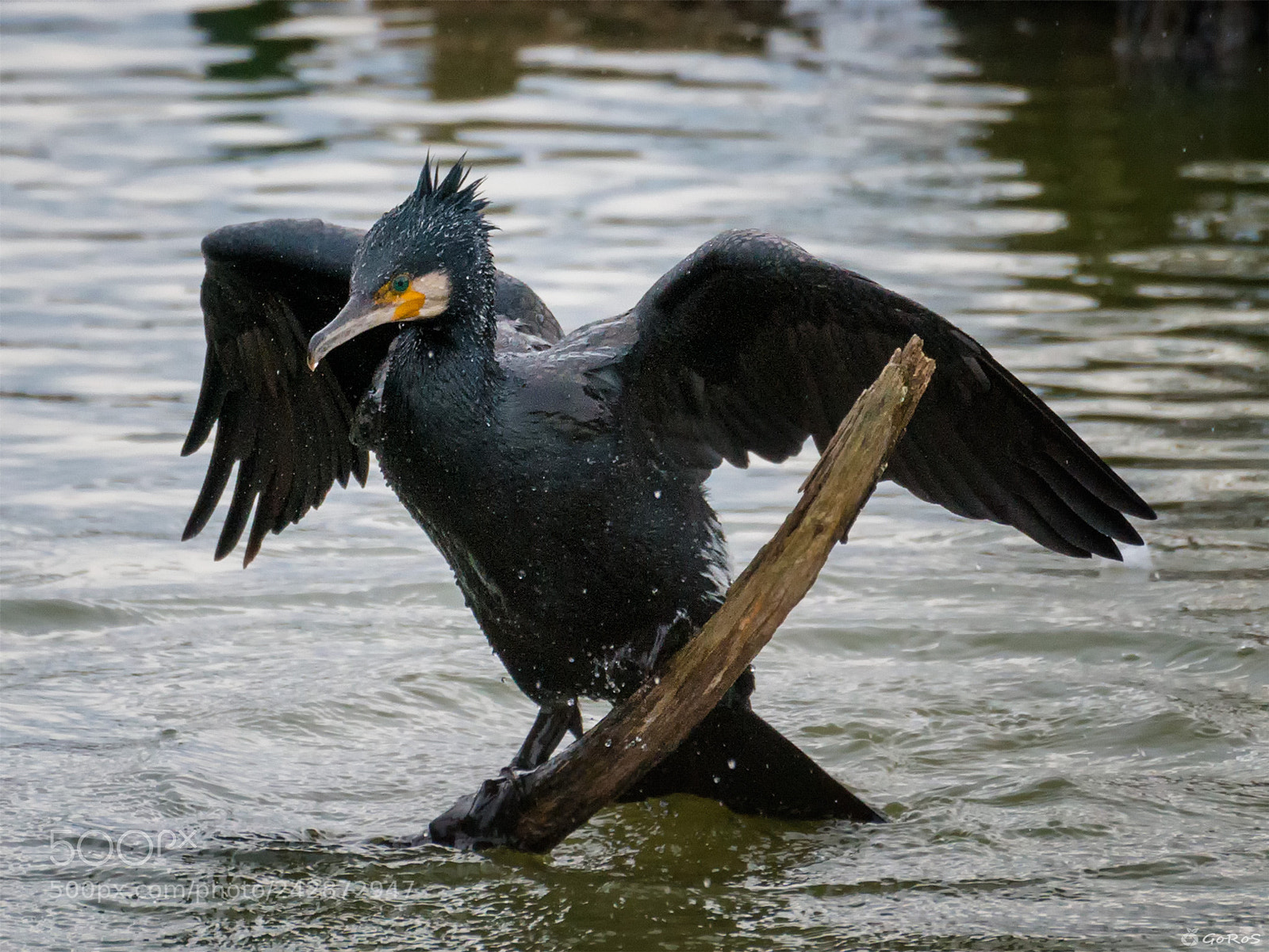 Nikon D800 sample photo. Phalacrocorax carbo photography