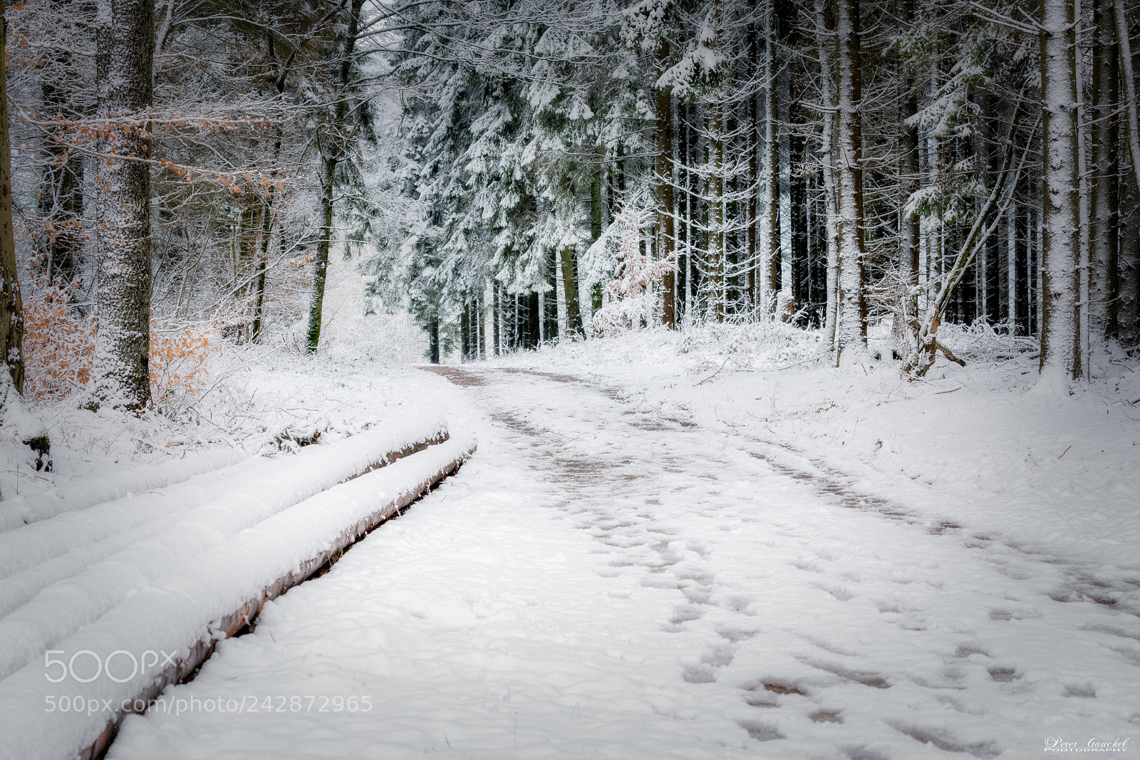 Sony a7R III sample photo. Moments in the snow_2 photography