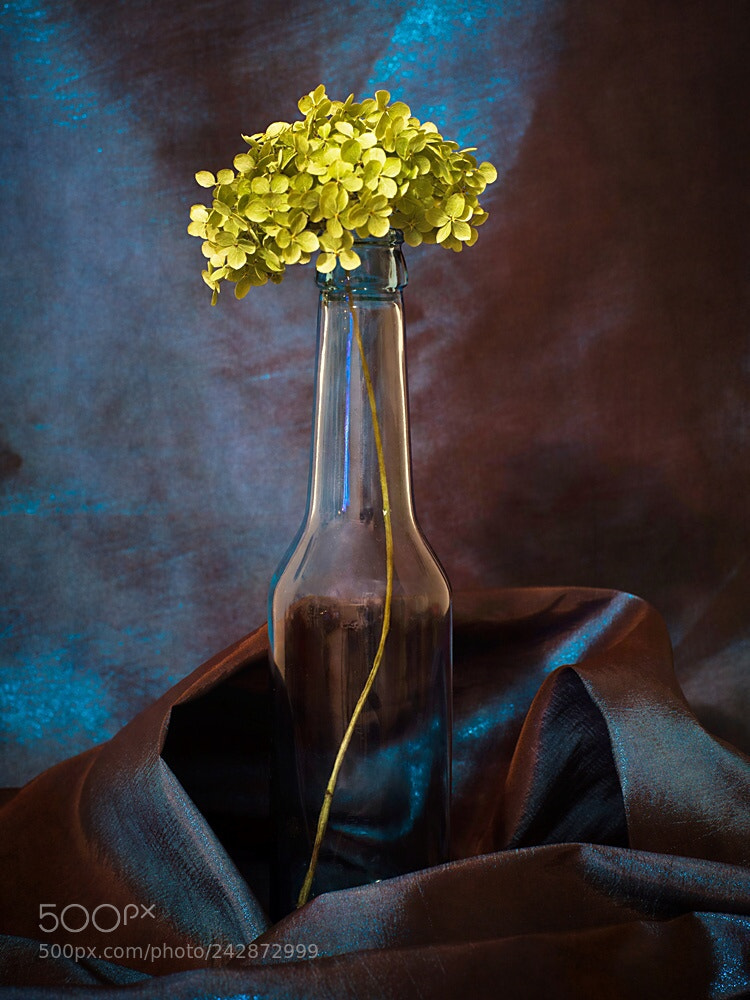 Pentax K-1 sample photo. Nieoczywistość koloru photography