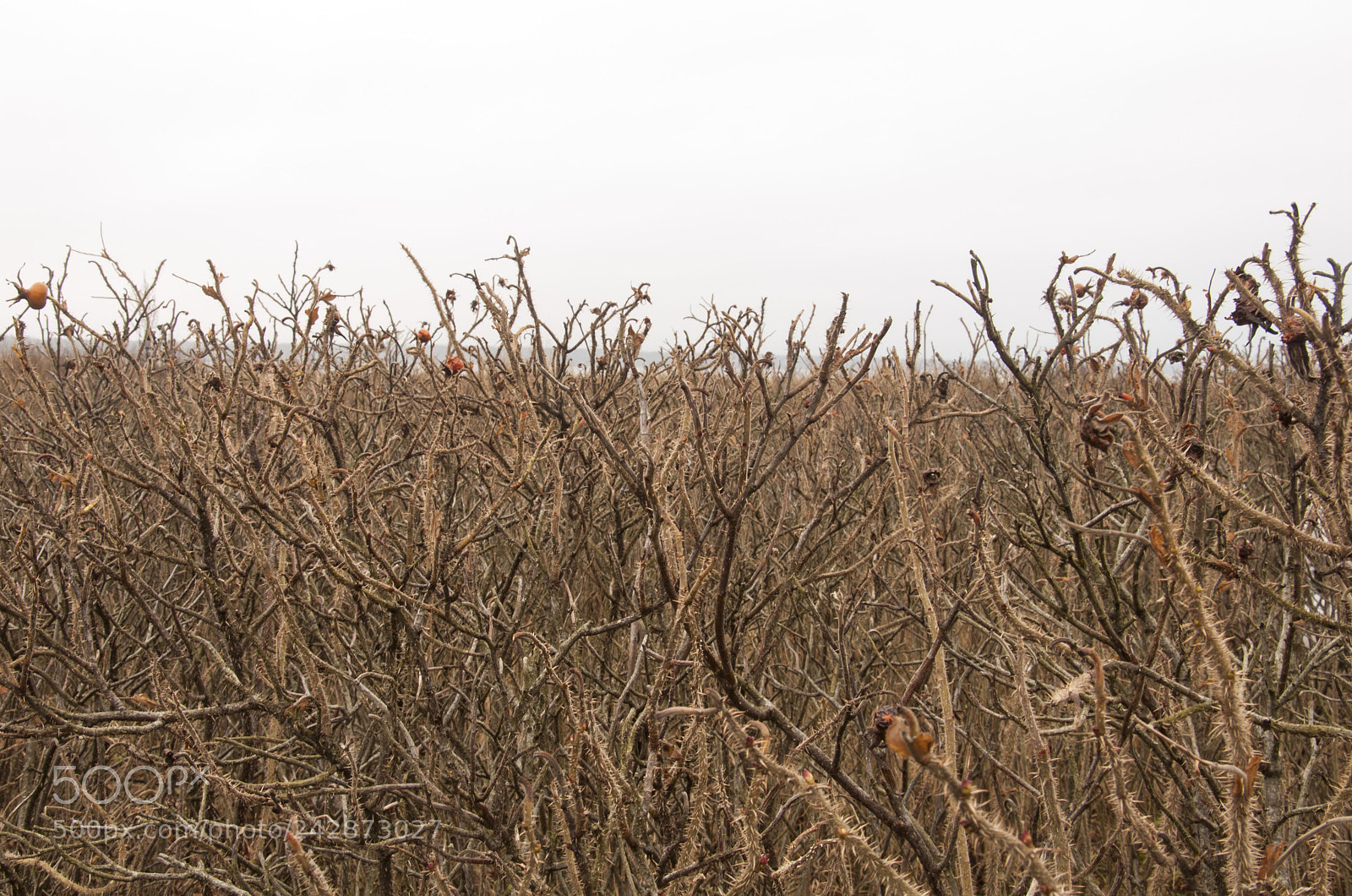 Nikon D90 sample photo. Dog-rose photography