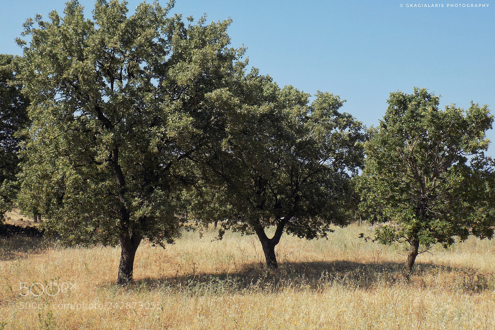 Nikon COOLPIX L330 sample photo. Three trees ..... photography