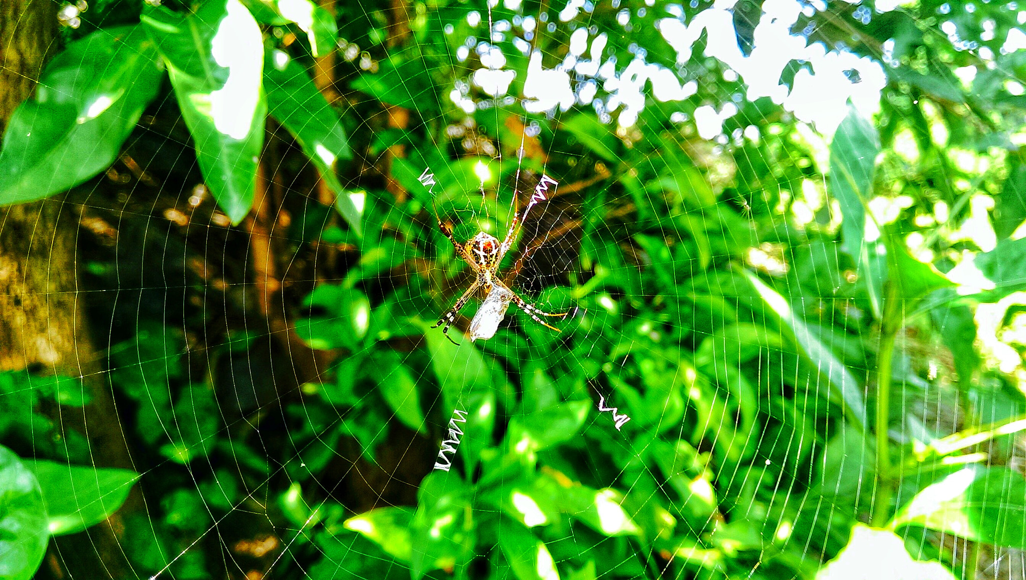 HTC ONE MINI sample photo. Macro photography of a spider in his web nest, the spider is waiting for his next prey. photography