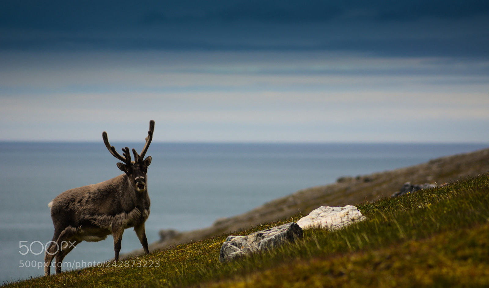 Nikon D7100 sample photo. Svalbard photography
