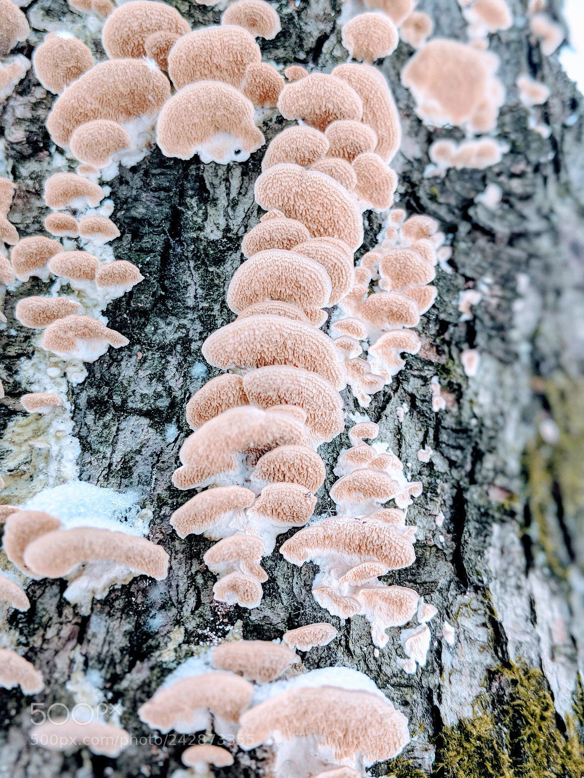 Google Pixel 2 XL sample photo. Untitled photography