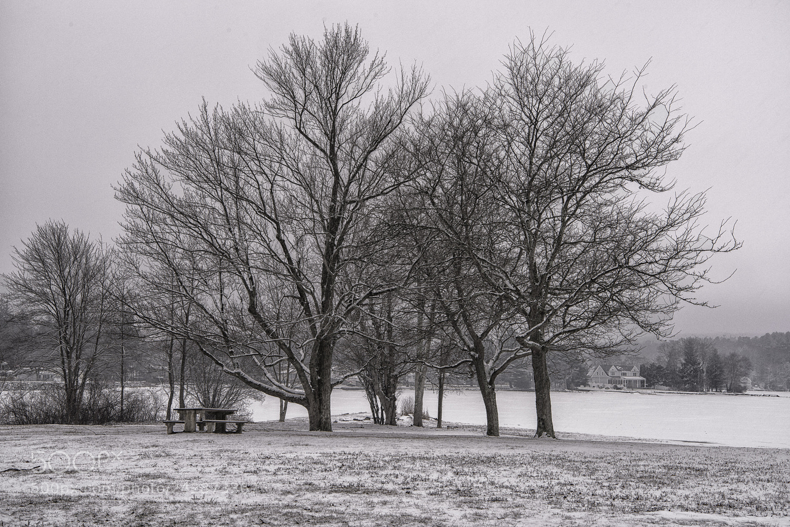 Nikon D810 sample photo. Snowy trees at bolton photography