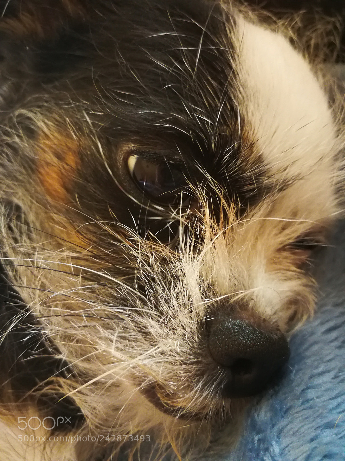 HUAWEI Mate 9 sample photo. Pookie, sleepy girl photography