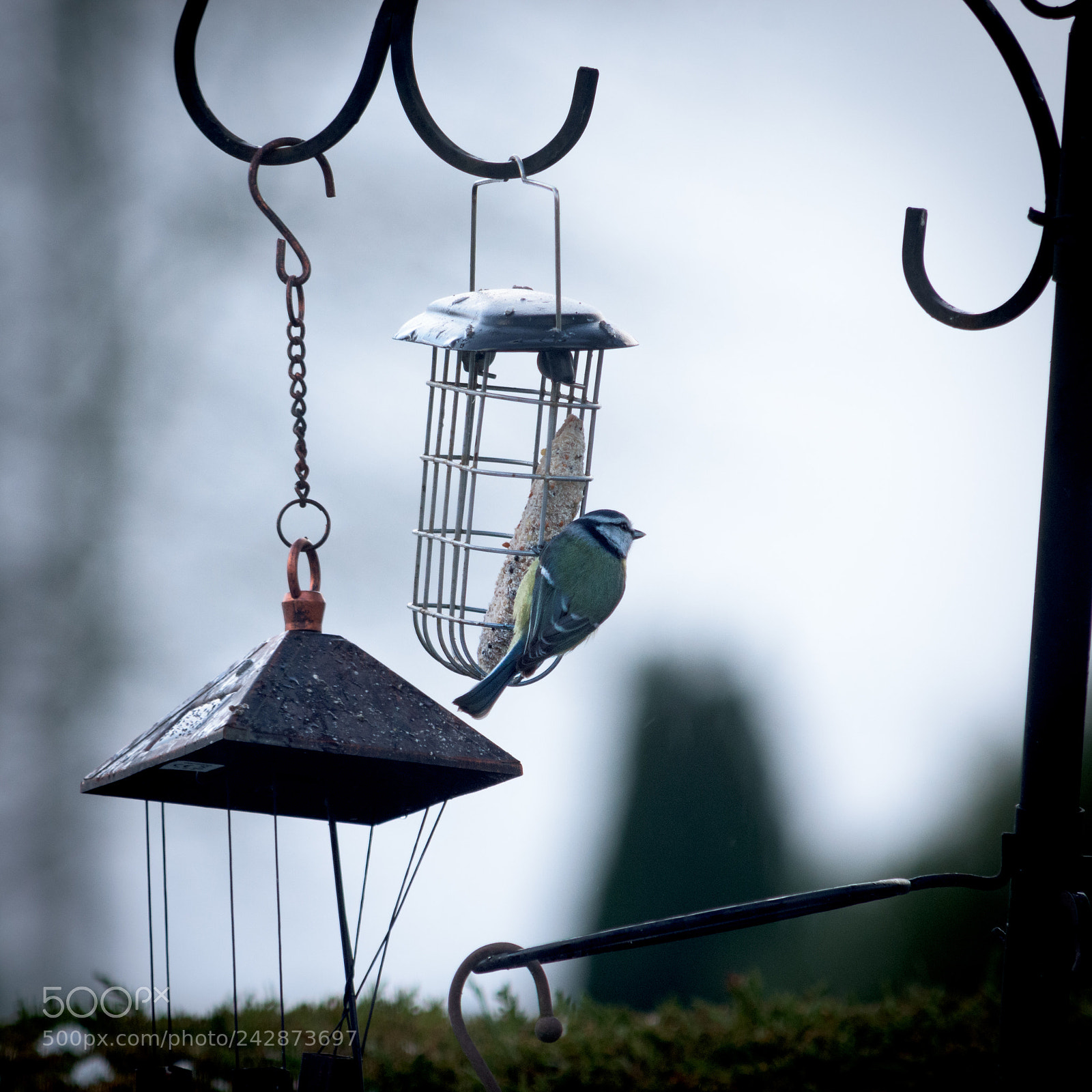 Nikon D7200 sample photo. Blue tit feeding photography