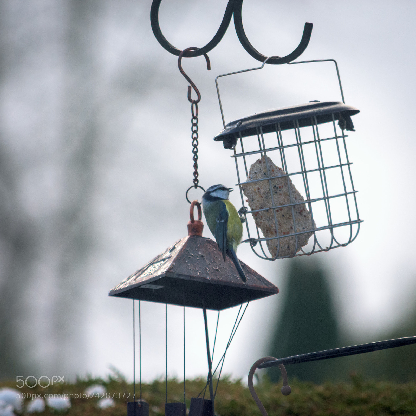 Nikon D7200 sample photo. Blue tit feeding photography
