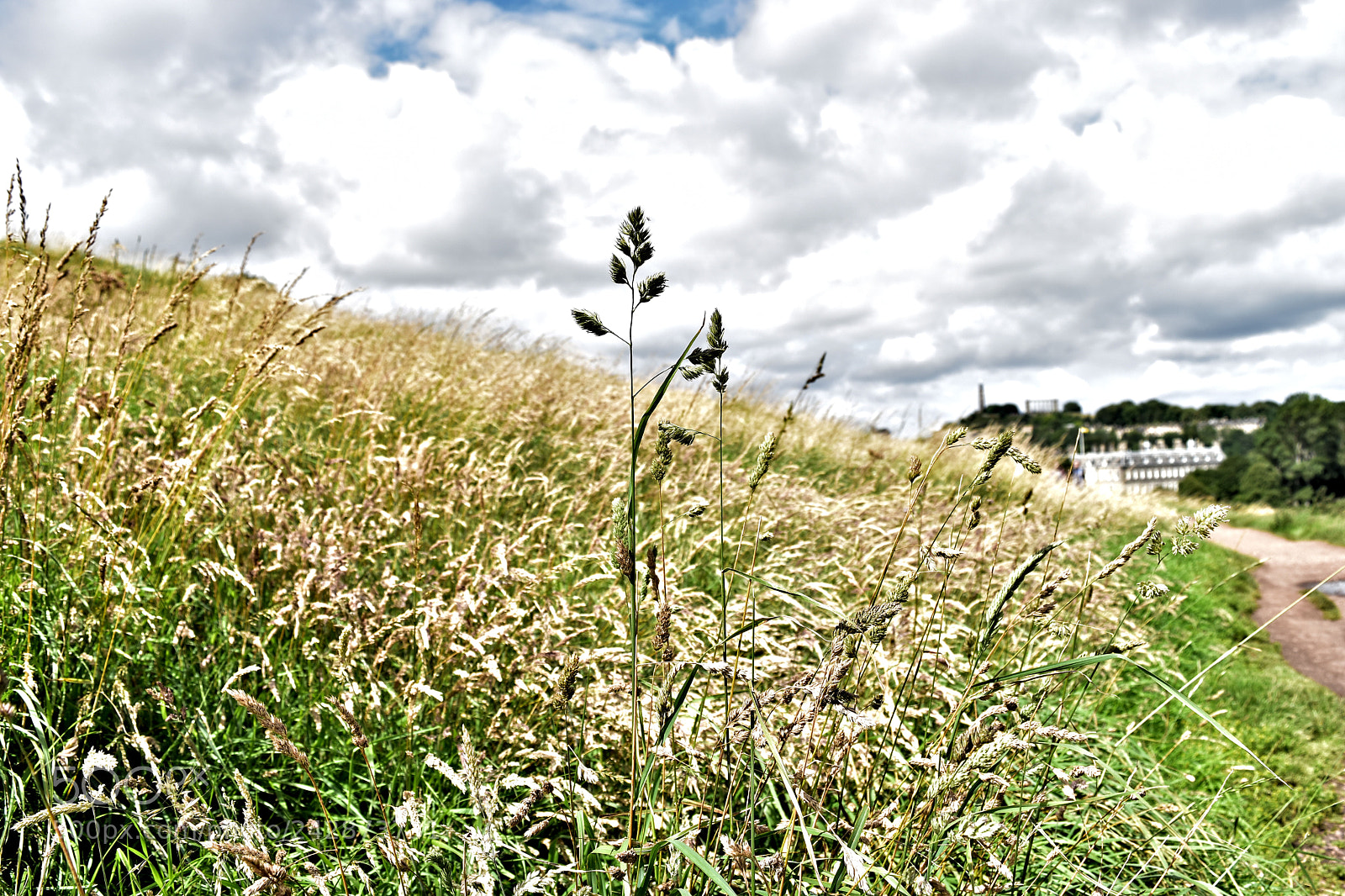 Nikon D5500 sample photo. Edinburgh flower photography