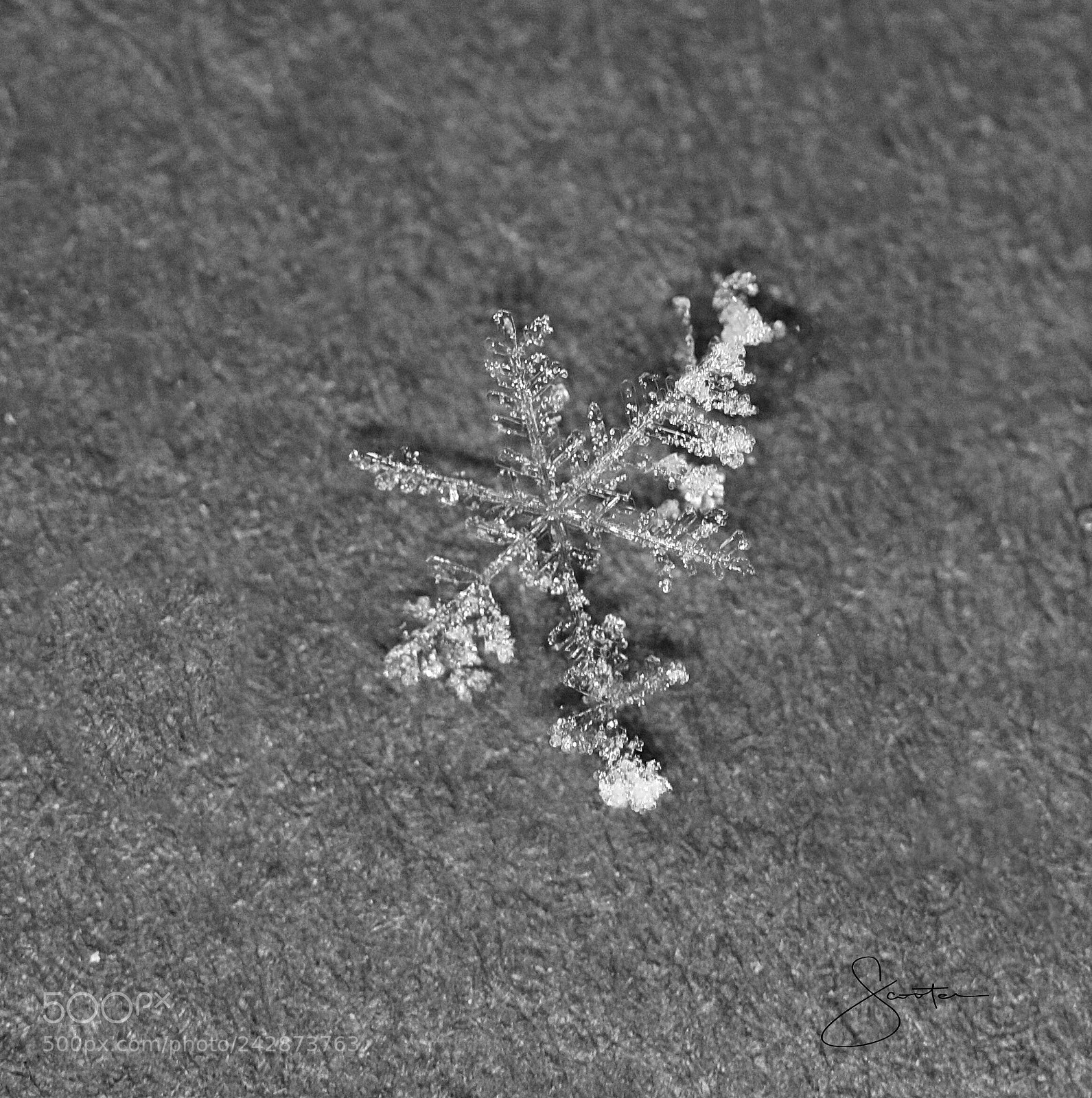 Canon EF-S 60mm F2.8 Macro USM sample photo. Flake photography