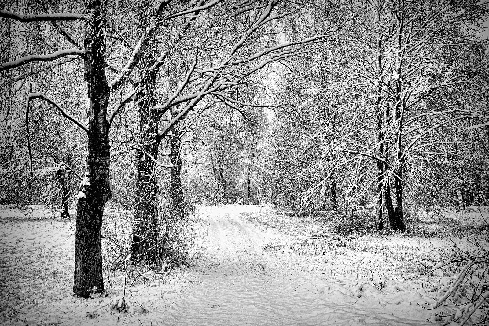 Canon EOS 7D Mark II sample photo. Winter forest. photography