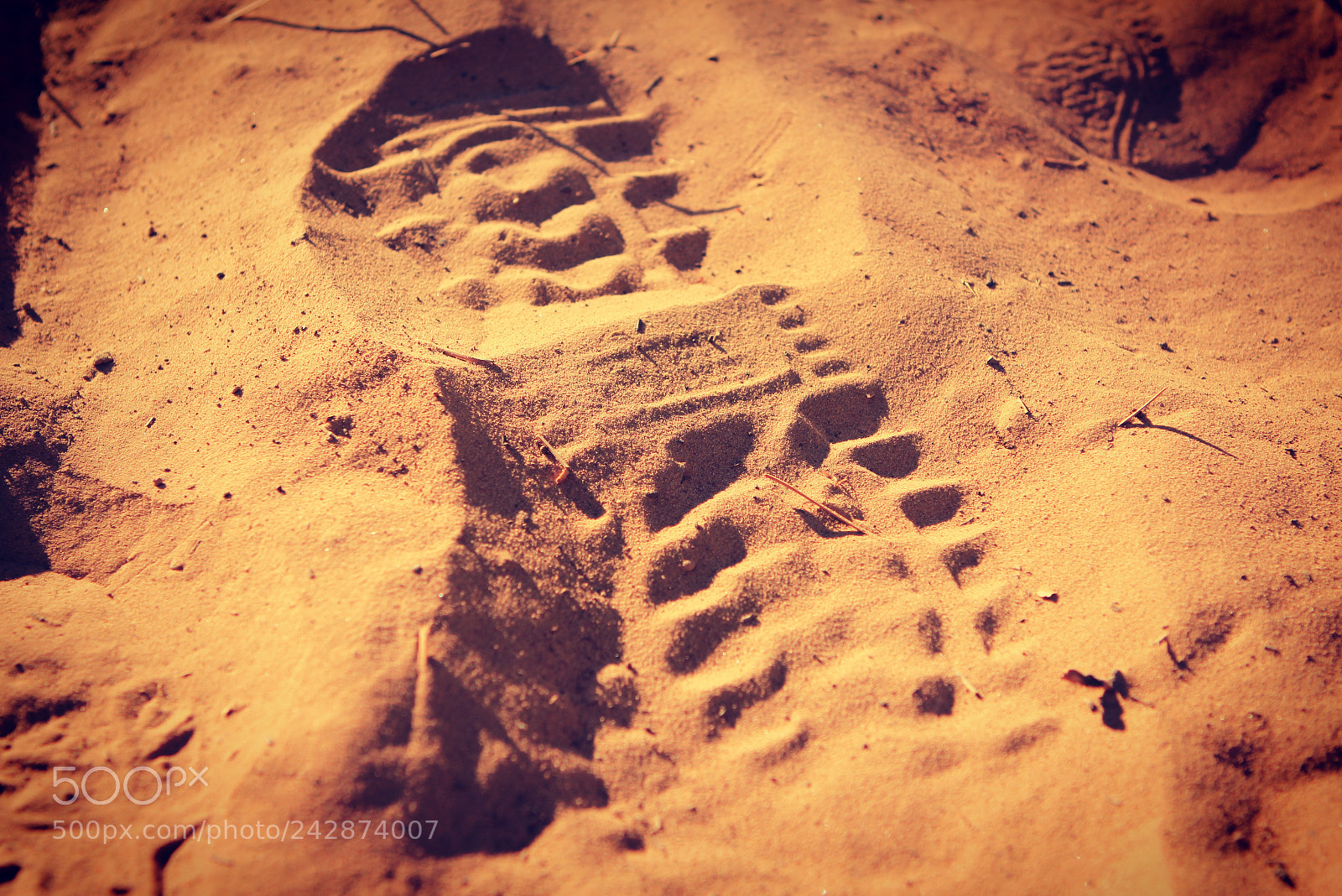 Canon EOS 550D (EOS Rebel T2i / EOS Kiss X4) sample photo. Th footprint. photography