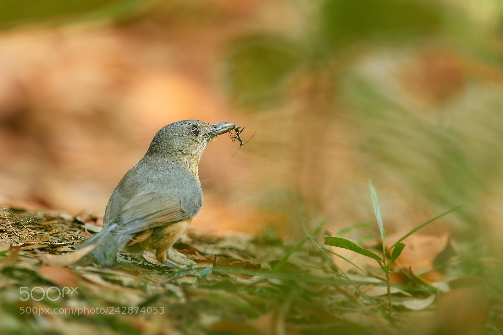 Nikon D500 sample photo. Bower's shrike-thrush (colluricincla boweri) photography