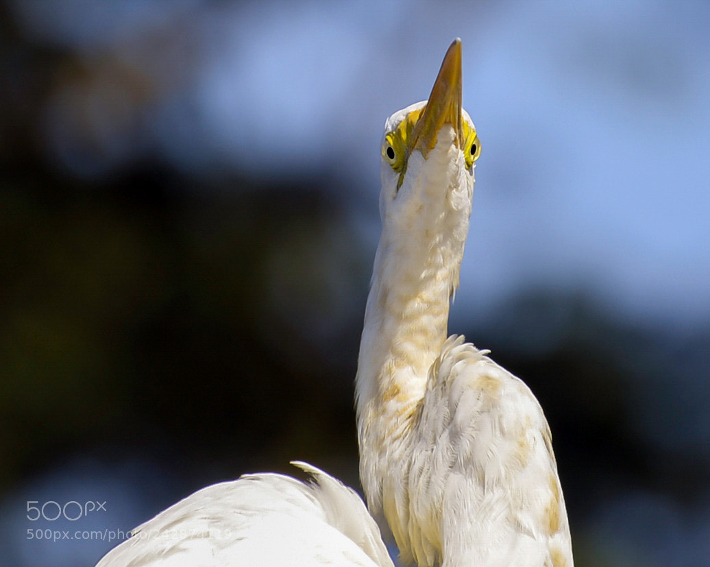 Nikon D610 sample photo. Great egret photography