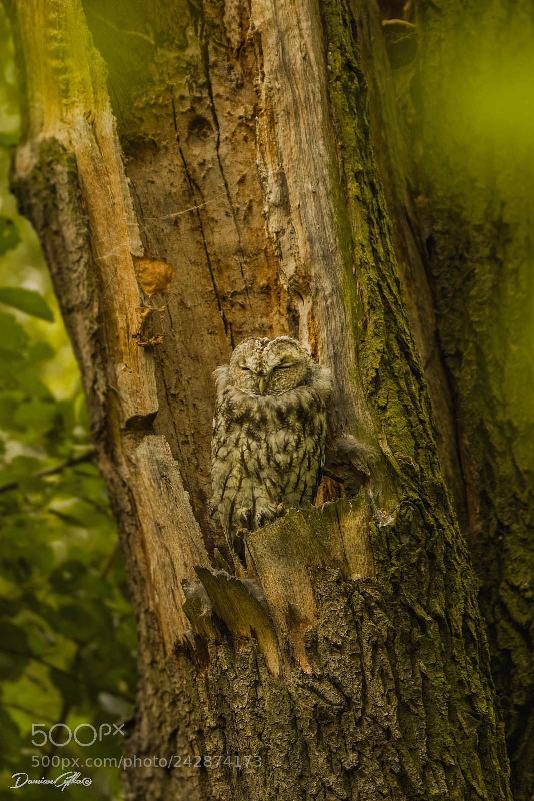 Canon EOS 7D sample photo. Tawny owl (strix aluco) photography