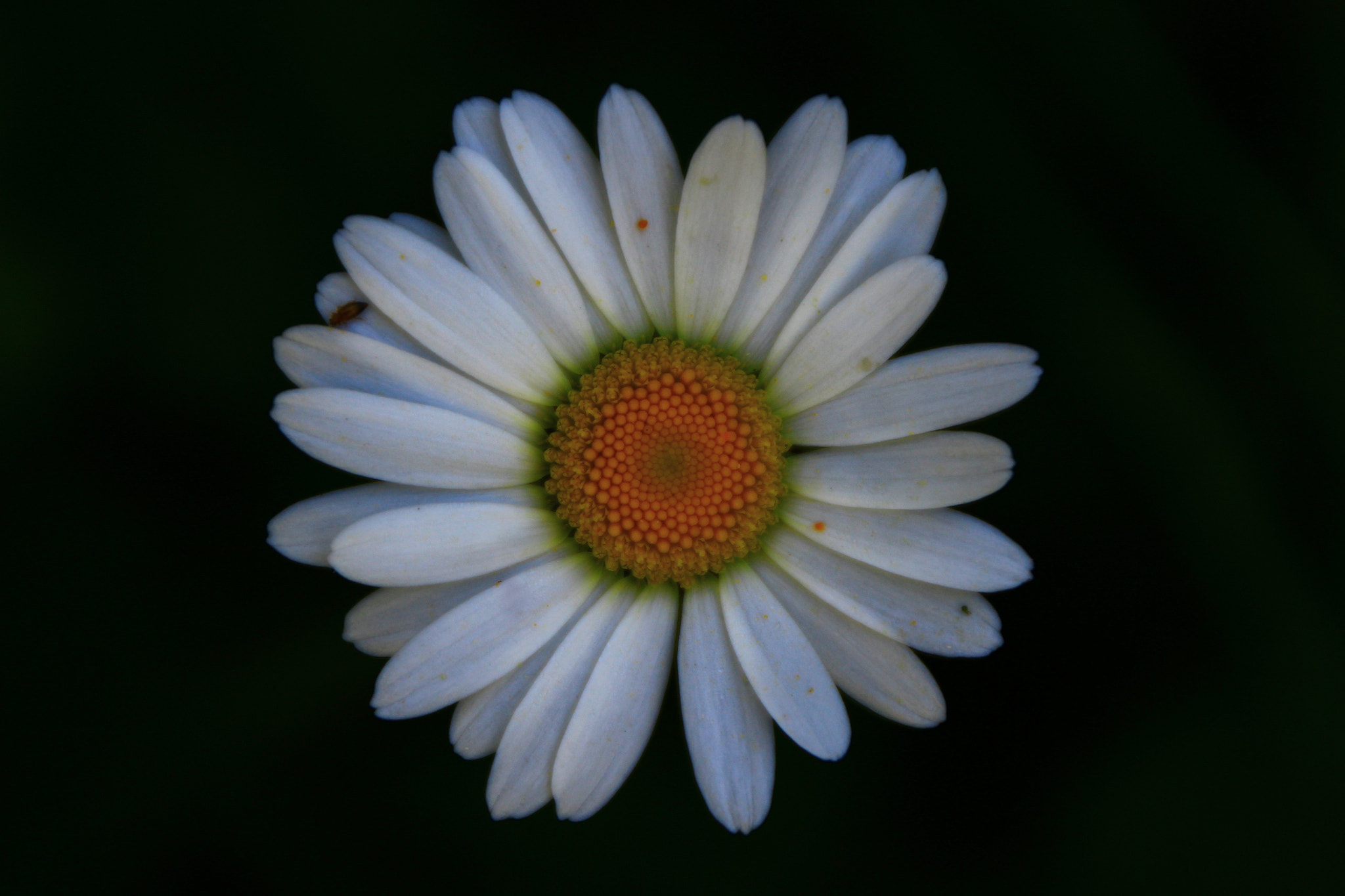 Canon EOS 1200D (EOS Rebel T5 / EOS Kiss X70 / EOS Hi) sample photo. Flower photography