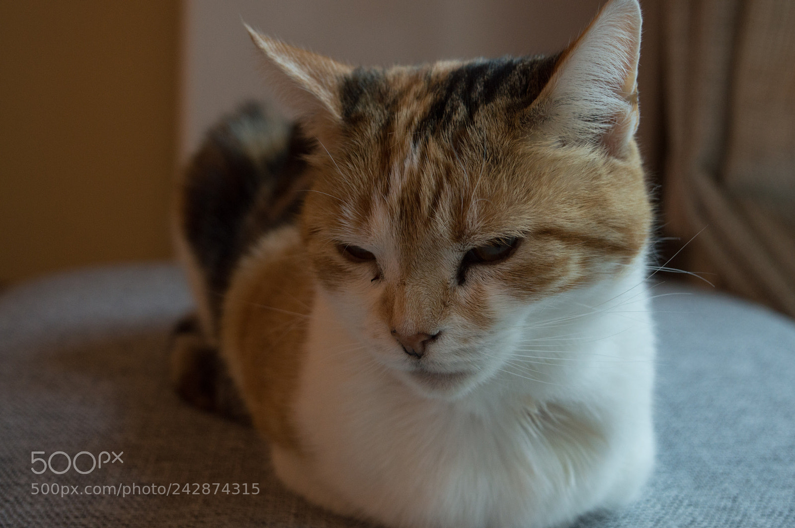 Nikon D3200 sample photo. Bonnie photography