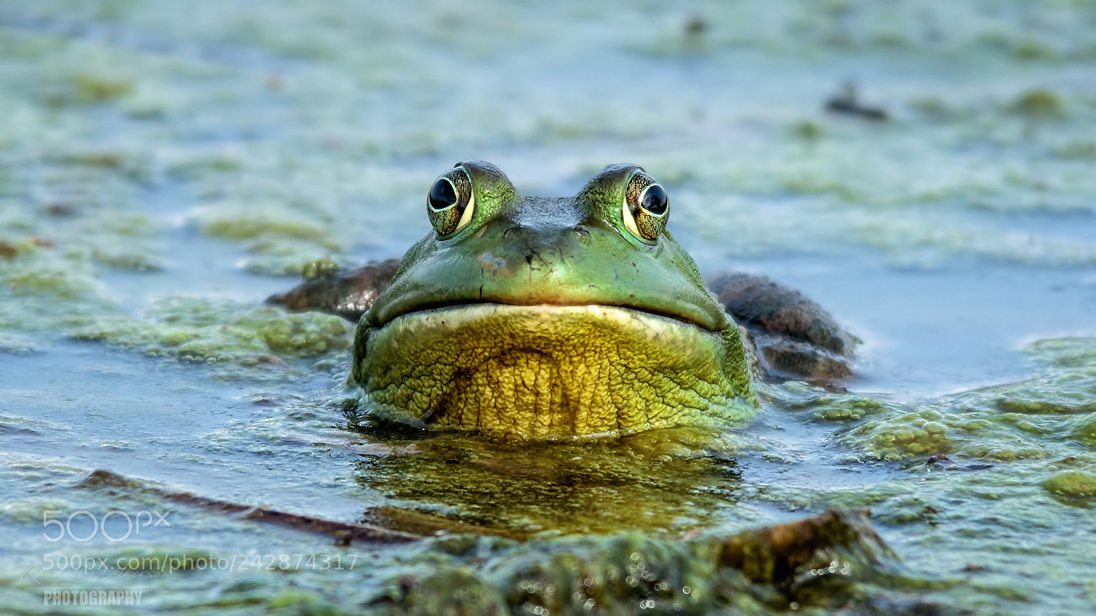 Canon EOS 60D sample photo. Bull-frog photography