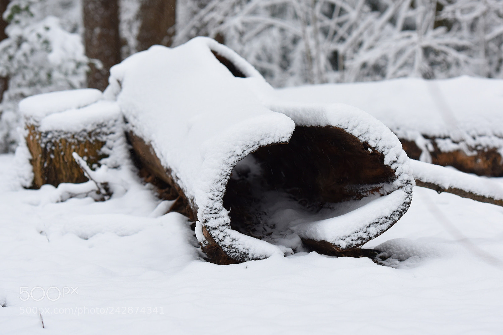 Nikon D810 sample photo. First snow photography